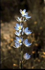 grandiflora